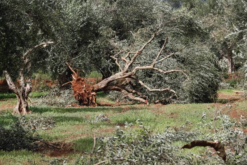 Μεσσηνία: Ξερίζωσε ελιές ο ανεμοστρόβιλος σε χωριά Τριφυλίας και Μεσσήνης (βίντεο-φωτογραφίες)