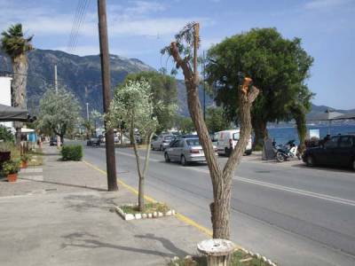 Πρόστιμο για καρατόμηση δέντρου στην Καλαμάτα