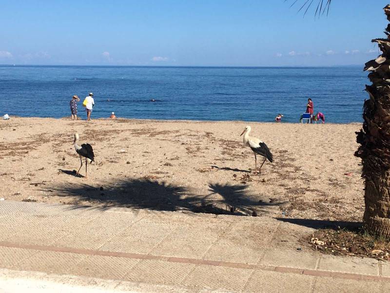 Κυπαρισσία: Πελαργοί εντυπωσίασαν λουόμενους στην παραλία Αϊ Λαγούδη (βίντεο-φωτογραφίες)