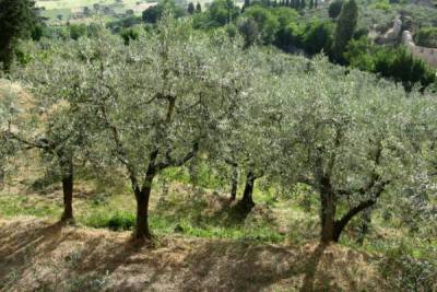 Ανάγκη παρεμβάσεων στον ελαιοκομικό τομέα