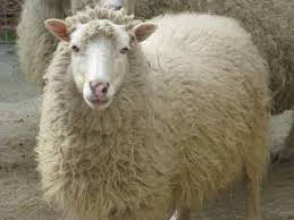 Νέα κρούσματα ευλογιάς σε πρόβατα
