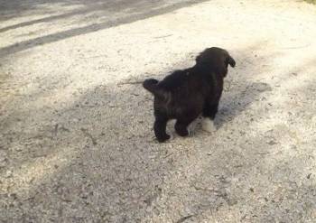 Δηλητηρίασαν με φόλα σκυλίτσα στην Ανδρούσα