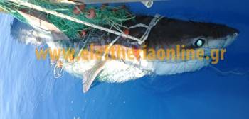 Ψάρεψαν καρχαριοειδές 3,5 μέτρων στην Κυπαρισσία