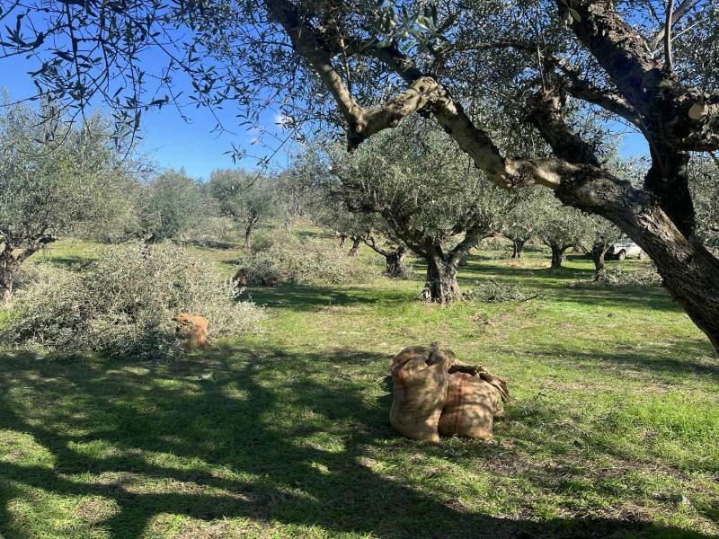 Αγρότες της Τριφυλίας για τη νέα ρύθμιση: &quot;Δεν φέρνει νέους εργάτες, νομιμοποιεί όσους έχουμε&quot;