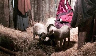 Εισαγγελική έρευνα στον Βόλο για δύο φάτνες με ζωντανά ζώα - «Δεν είναι μέρος θεάματος» (Βίντεο)