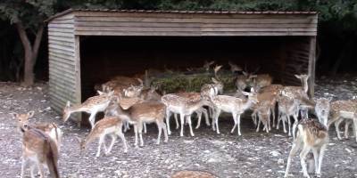 "Παπάκια" για μικρούς και μεγάλους στην Καρύταινα (βίντεο και φωτογραφίες)