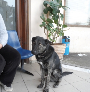 Παιχνιδιάρης σκύλος: Πήγε με το αφεντικό του και ξέμεινε στην Αστυνομία