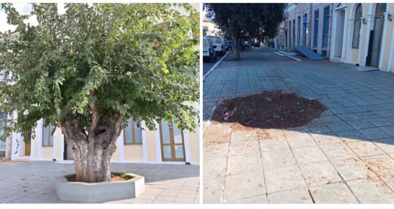 Επιτροπή Φίλων Πλατείας Φιλιατρών σε Λεβεντάκη για μουριά &quot;Ταμβάκη&quot;: “Θα τα πούμε στο δικαστήριο…”