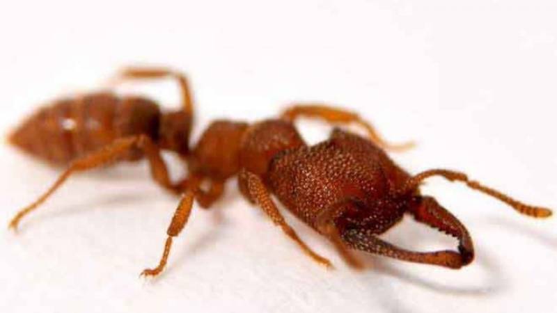 Το μυρμήγκι «Δράκουλας» με την πιο γρήγορη κίνηση στη φύση (Βίντεο)