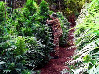 Όλυμπος: Φυτεία με χιλιάδες δενδρύλλια χασίς και τζίρο - “μαμούθ”! (βίντεο)