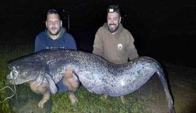 Λίμνη Πλαστήρα: Ψαράδες έπιασαν γουλιανό μήκους 2,40 μέτρων!