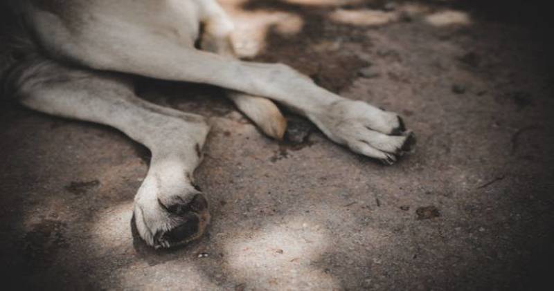 Κτηνωδία στο Τραγανό Ηλείας: Σκότωσαν 15 σκυλιά με φόλες