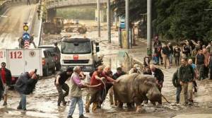 Επικίνδυνα ζώα στους δρόμους της Τιφλίδας λόγω πλημμύρας!