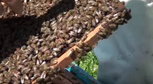 O μαγικός κόσμος της μέλισσας στην "Εύφορη Γη" (βίντεο)
