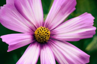 Τι λένε τα ζώδια σήμερα (12/7)