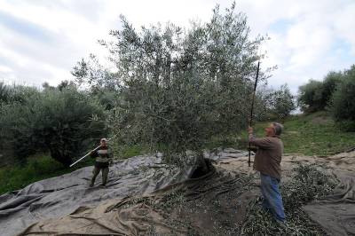 Μεσσηνία: Τελικές οδηγίες σε ελαιοπαραγωγούς - Ολοκληρώθηκαν οι ψεκασμοί δακοκτονίας