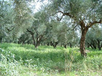 Μέσα στον Οκτώβριο η προκαταβολή της ενιαίας ενίσχυσης