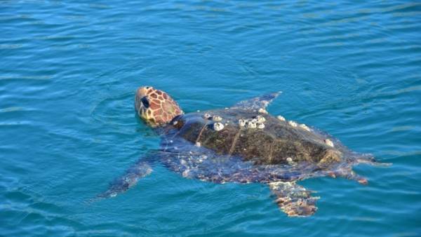 Συγκλονιστικά στοιχεία: Πλαστικά στο 70% των θαλάσσιων χελωνών του «ΑΡΧΕΛΩΝ»