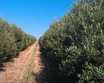 Συνάντηση στο ΤΕΙ για ολοκληρωμένη προστασία ελαιοκαλλιέργειας