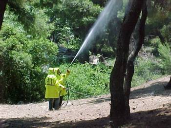 Επίσπευση διαγωνισμού δακοκτονίας ζητεί ο Τατούλης