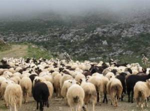 Οι ζωοκλέφτες άρπαξαν πάνω από 1.000 ζώα