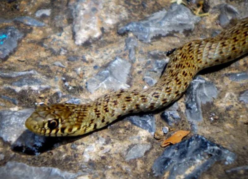 Φίδι βγήκε από μπανιέρα διαμερίσματος στη Λάρισα - Πώς απομακρύνθηκε