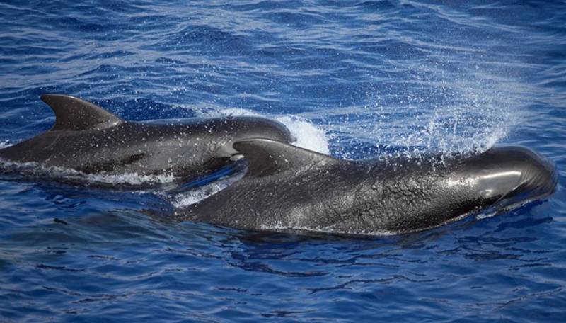 Νέα Ζηλανδία: Πέθαναν 240 μαυροδέλφινα που είχαν εξοκείλει στο νησί Πιτ