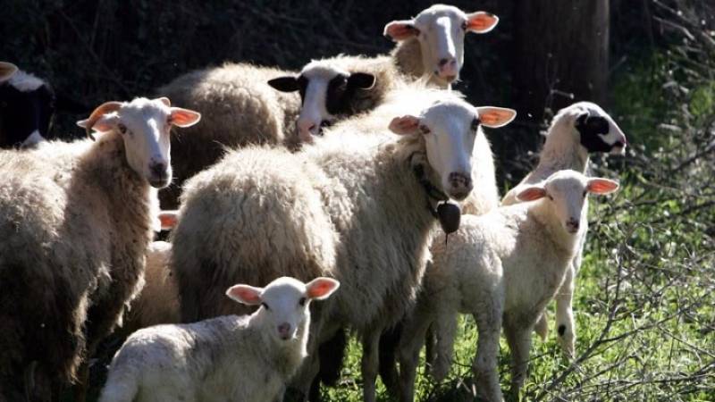 Στην κτηνοτροφία κατευθύνεται το 73% των Συνδεδεμένων Ενισχύσεων