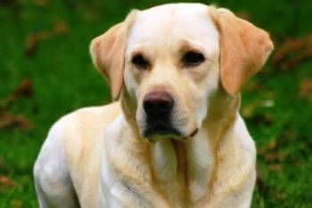 Δηλητηρίασαν σκυλιά στους Χριστιάνους