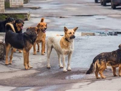 Η αδιαφορία για τα αδέσποτα, πρόβλημα για τα ζώα και τους ανθρώπους