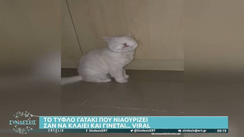 Tυφλό γατάκι που νιαουρίζει σαν να... κλαίει έγινε viral (Βίντεο)