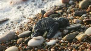 Καταδίκη της Ελλάδας για τον ΧΥΤΑ που απειλεί τη χελώνα Καρέτα-Καρέτα στη Ζάκυνθο