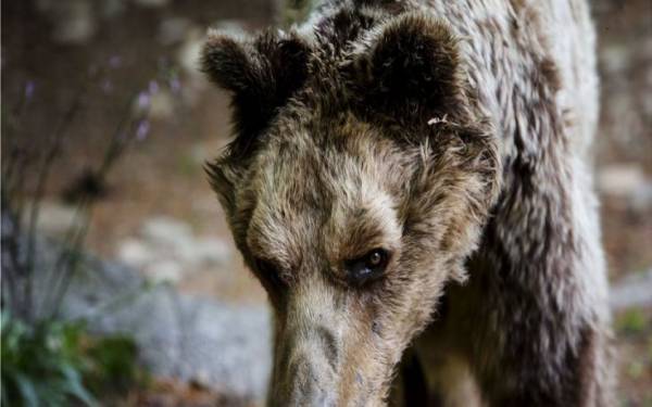 Πέθανε ο Μήτσος, ο αρκούδος με το παρατσούκλι «μεγάλος δραπέτης»