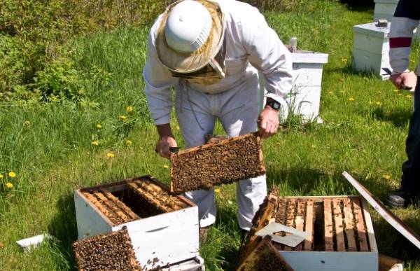 Τριήμερο ενημέρωσης μελισσοκόμων στην Καλαμάτα