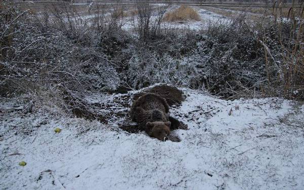 Πρέσπες: Βαριά τραυματισμένη αρκούδα επέζησε τέσσερις μέρες εγκλωβισμένη σε παράνομη παγίδα