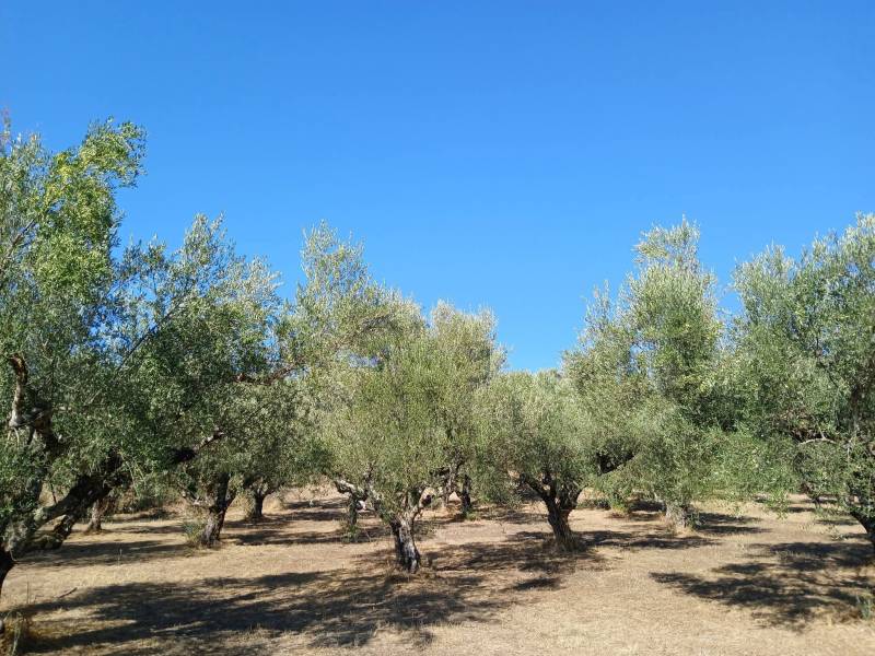Ελαιοκαλλιέργεια: Μια μελέτη, κάποιες διαπιστώσεις και ανησυχίες
