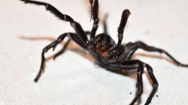 Αυστραλία: Bρέθηκε η μεγαλύτερη αρσενική και πιο δηλητηριώδης αράχνη στον κόσμο (Βίντεο)