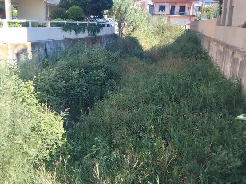 Ζούγκλα στο Πολιτέικο ρέμα