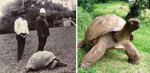 Χελώνα 182 ετών φωτογραφίζεται το 1902 και σήμερα! (φωτογραφίες)