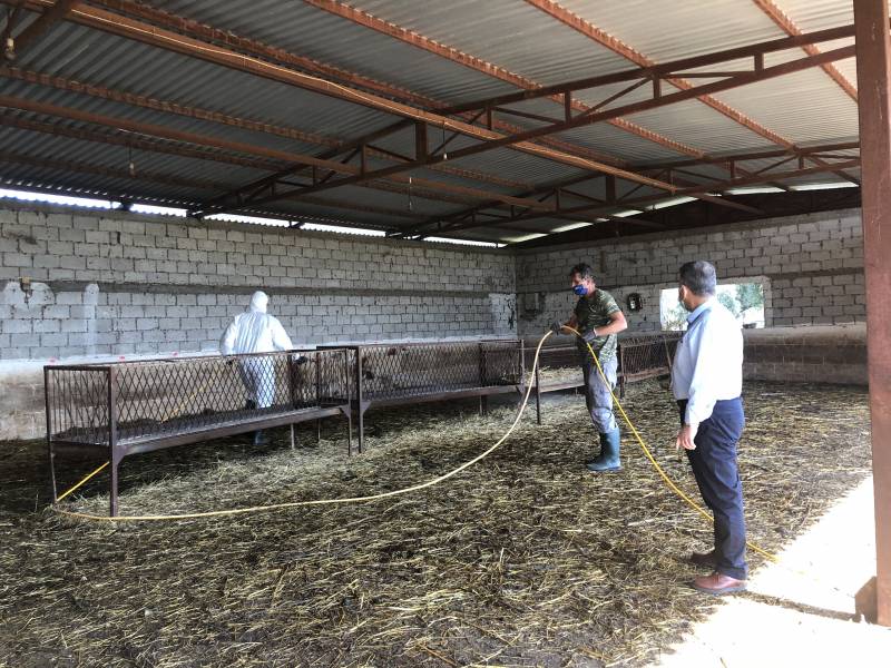 Ο καταρροϊκός πυρετός χτύπησε τα πρόβατα της Μεσσηνίας - Σε καραντίνα κτηνοτροφικές μονάδες (βίντεο)