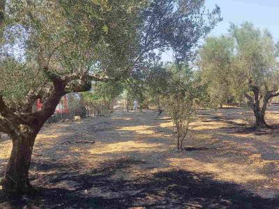 Νερόμυλος: Αμέση επέμβαση επίγειων και εναέριων δυνάμεων και κατάσβεση της πυρκαγιάς (βίντεο-φωτογραφίες0