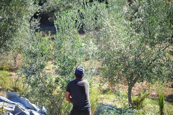 Μεσσηνία: Το πρόγραμμα δακοκτονίας για την Παρασκευή 31 Ιουλίου