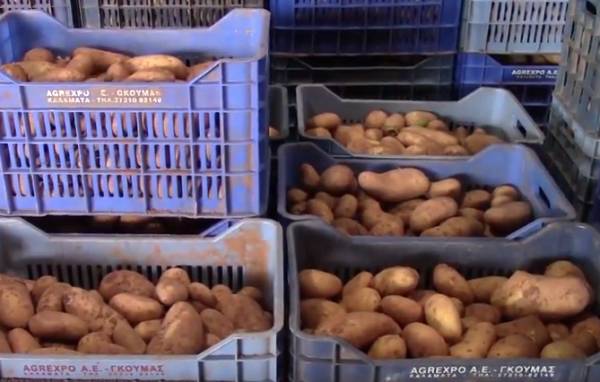 Γ. Γκούμας: Οι εισαγωγές οδηγούν σε εγκατάλειψη της πατάτας (βίντεο)