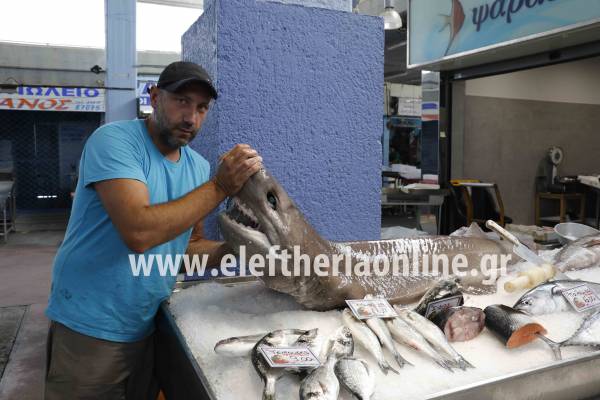 Καρχαριοειδές 2 μέτρων και 80 κιλών αλιεύτηκε στη Φοινικούντα