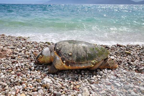 Νεκρή χελώνα καρέτα-καρέτα στην Ελαφόνησο