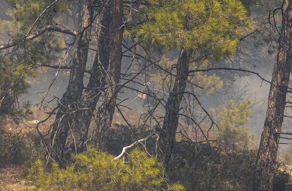 Τα υψηλότερα επίπεδα καμένων εκτάσεων από δασικές πυρκαγιές των τελευταίων δεκατριών ετών στην Ελλάδα, στα τέλη του φετινού Ιουλίου 