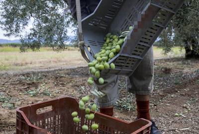 Μεσσηνία: Ζευγάρι έκλεψε 81 σακιά με ελιές από λιοτρίβια