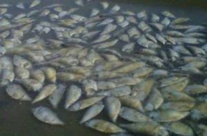 Τουλάχιστον 48 τόνοι νεκρών ψαριών εντοπίστηκαν στο Μεξικό