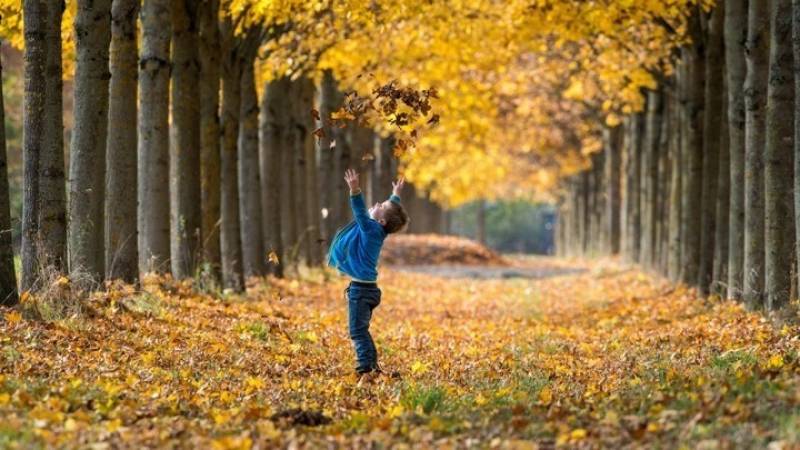 Νέα ευρωπαϊκή έρευνα: Τα φύλλα του φθινοπώρου πέφτουν πιο νωρίς λόγω της κλιματικής αλλαγής