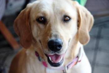 Εριξαν φόλα σε οικόσιτο σκύλο στο Φραγκοπήγαδο